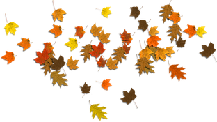 Fall Leaves Png Transparent Picture (black)