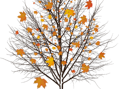 Fall Leaves Png Transparent (black)