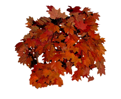 Fall Leaves Transparent Background (black)