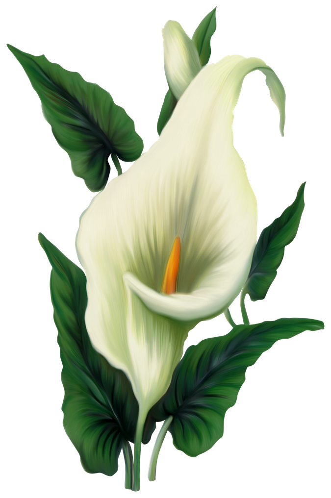 Calla Png File (beige, black)