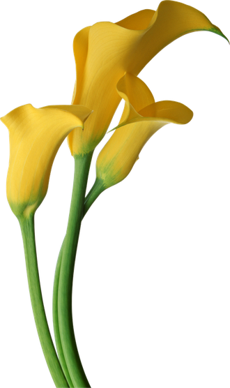 Calla Png Free Download (black, chocolate, gold)