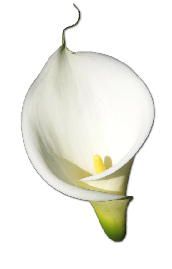 Calla Png Hd (white, beige, black)