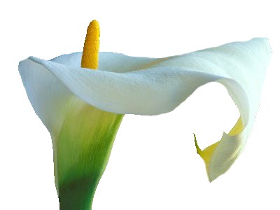 Calla Png Photo (white, lavender, silver)