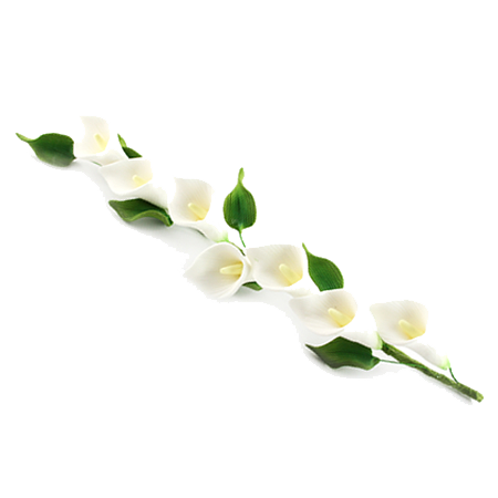 Calla Png Photos (white, beige)