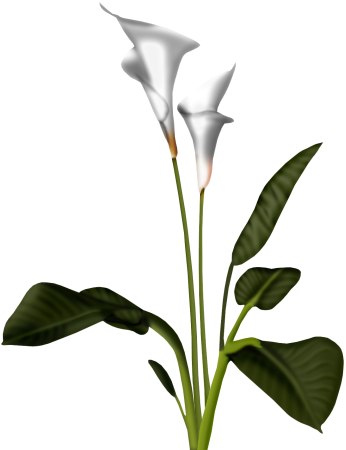 Calla Png Pic (white, black)