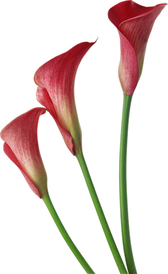 Calla Png Picture (black)