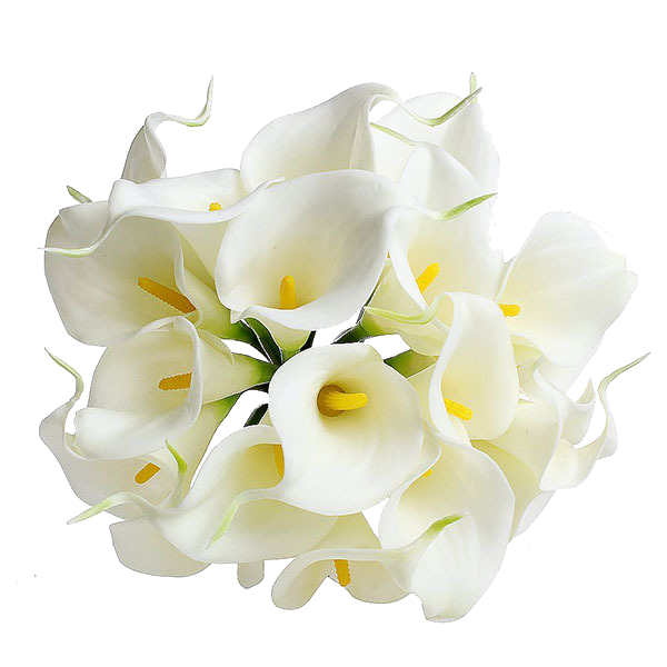 Calla Png Transparent Image (white, beige)