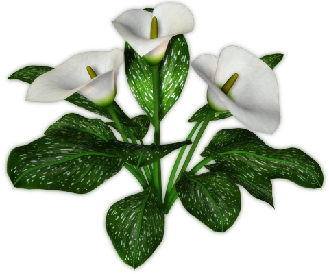 Calla Transparent Background (black, silver)