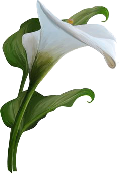 Calla Transparent Png (white, lavender)