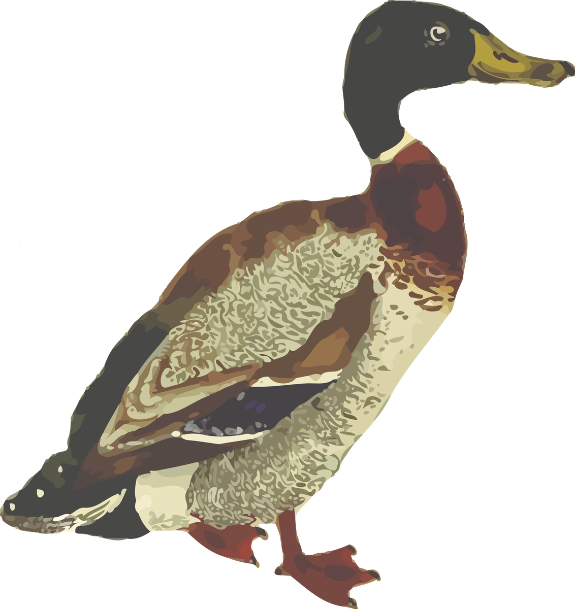 Mallard Download Png Image (indigo, black, gray)