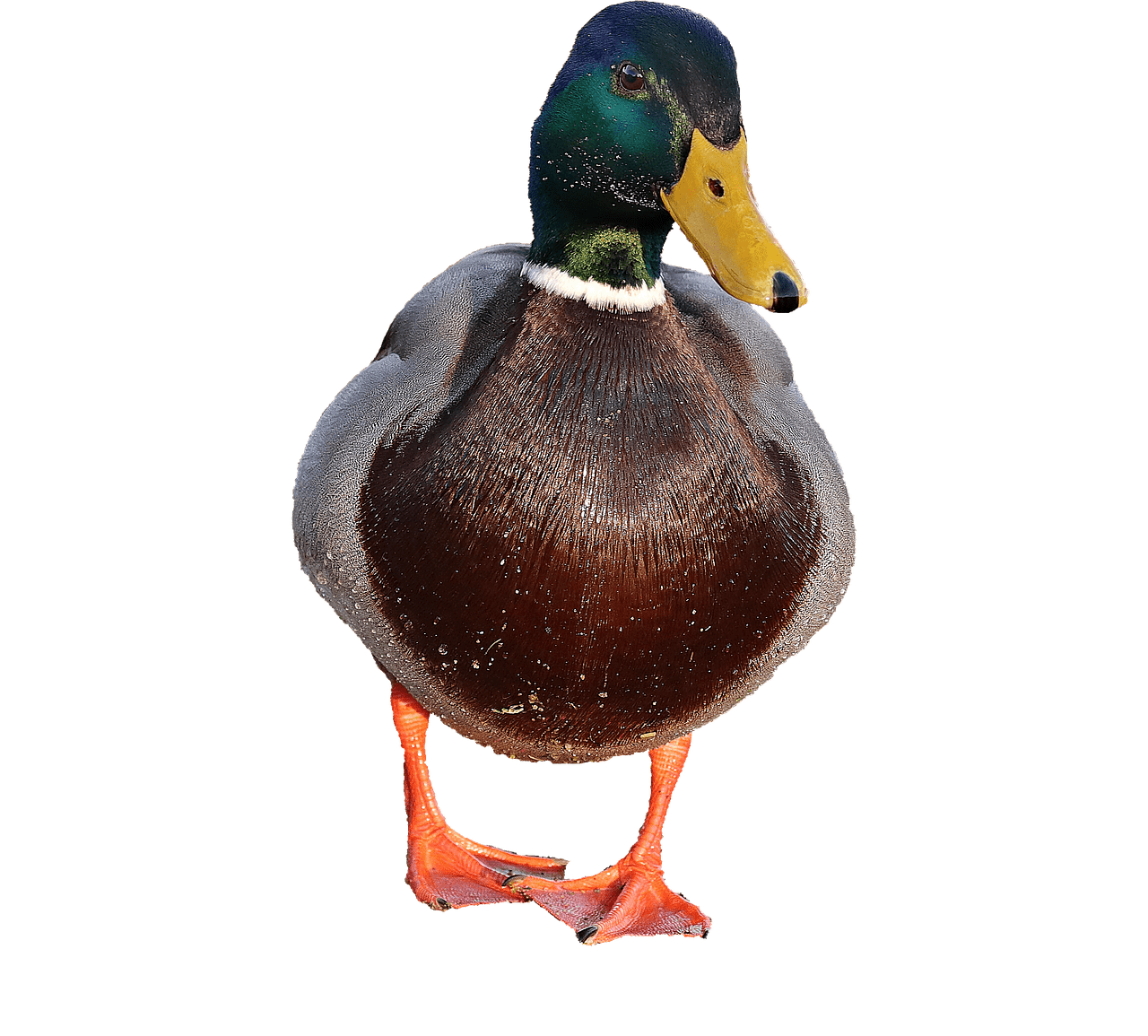 Mallard Png File (gray)