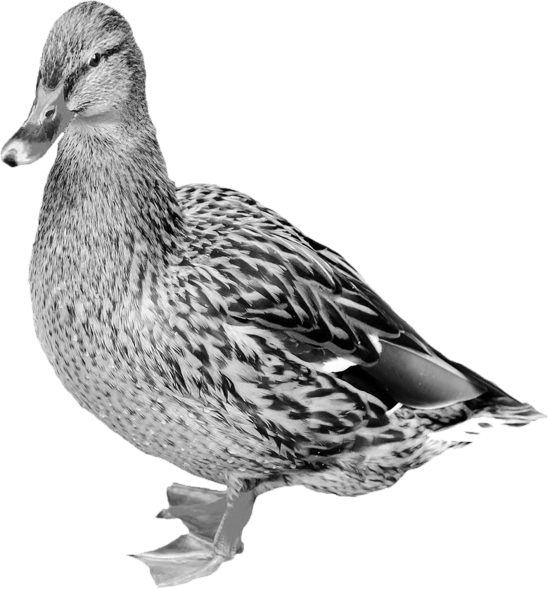 Mallard Png Free Download (white, silver)