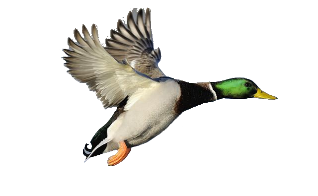 Mallard Png Photos (white)