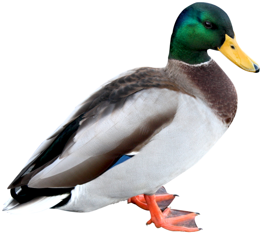 Mallard Png Pic (white, silver, lavender, black)