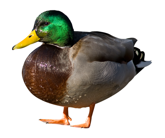 Mallard Png Transparent Hd Photo (gray, black)