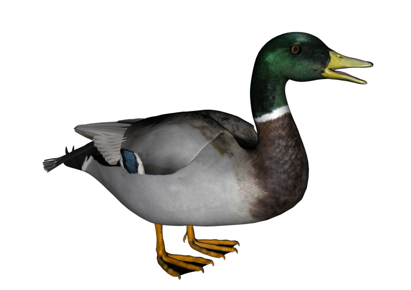 Mallard Png Transparent Image (silver, black, gray)