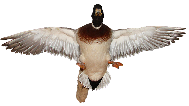 Mallard Png Transparent Picture (gray, olive, indigo, black, white)