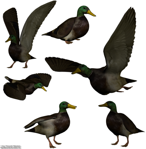 Mallard Png Transparent (black)