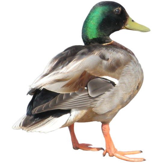 Mallard Transparent Background (white, black)