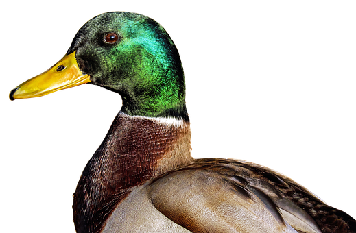 Mallard Transparent Images Png (black)