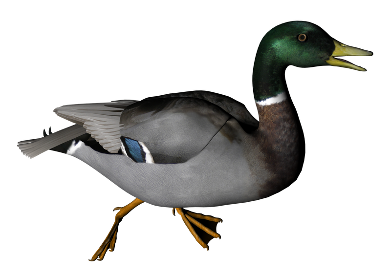 Mallard Transparent Png (gray, black)