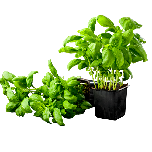 Falling Basil Leaf Pot Transparent Png (black)