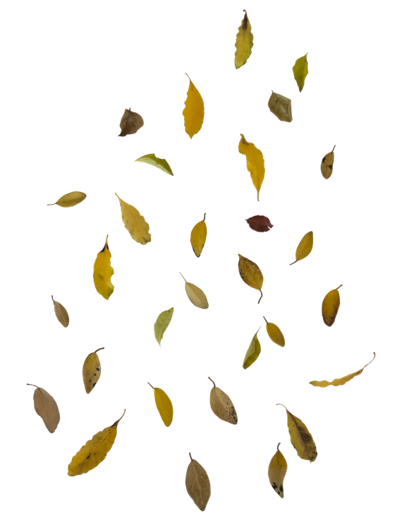 Falling Leaves Png Image (black)