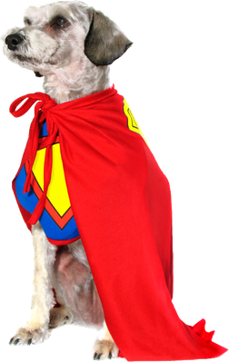 Halloween Costumes Dogs Png Isolated File (black, red, yellow)