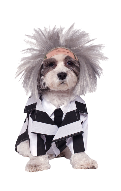 Halloween Costumes Dogs Png (black, lavender)