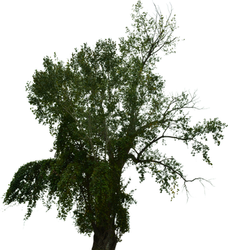 Halloween Tree Png Hd Isolated (black)