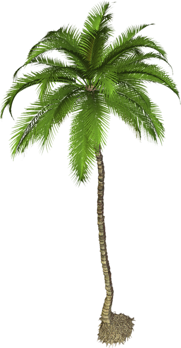 Palm Png (green, olive, black)