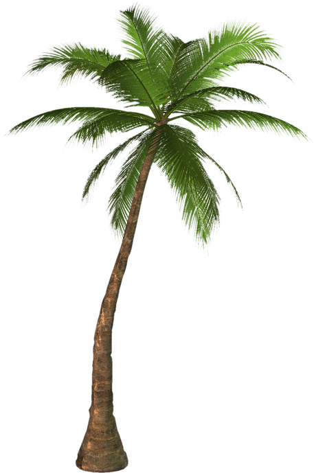 Palm Png Image (green, black)