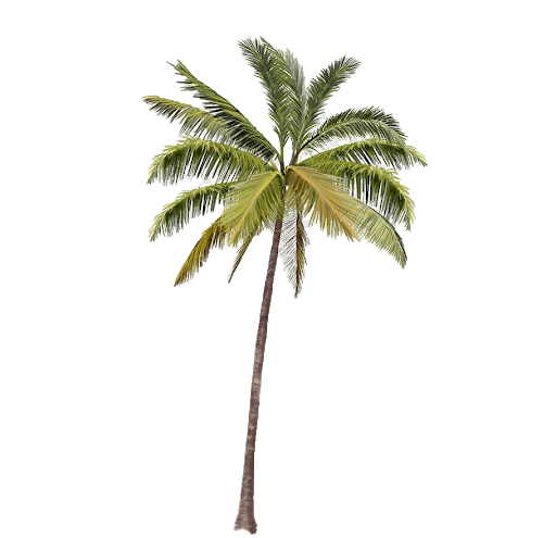 Palm Png Isolated Hd (white, lavender)