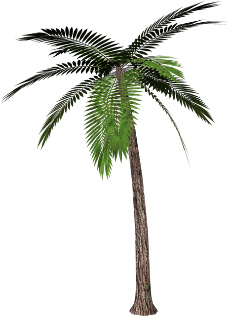 Palm Png Isolated Image (black)