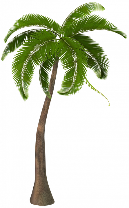 Palm Png Isolated Photos (olive, black)