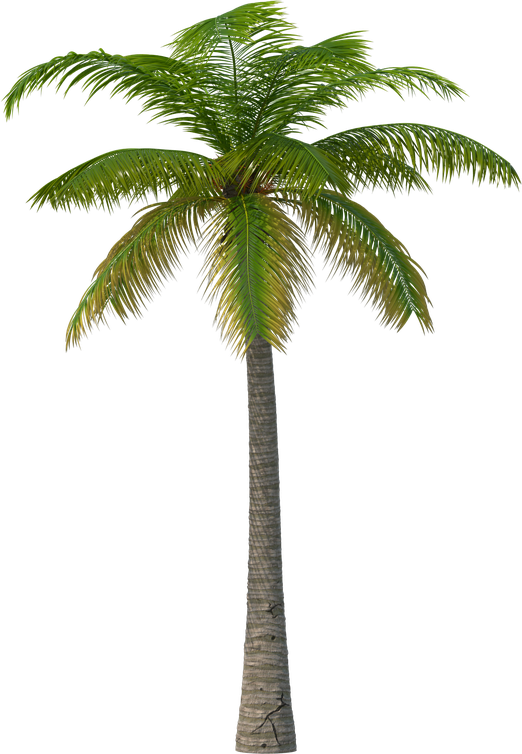 Palm Png Photo (olive, black)