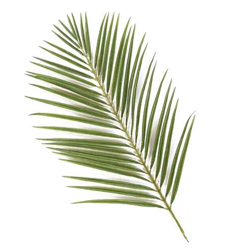 Palm Png Transparent (white)