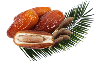 Palm Fruit Png Pic (green, black)