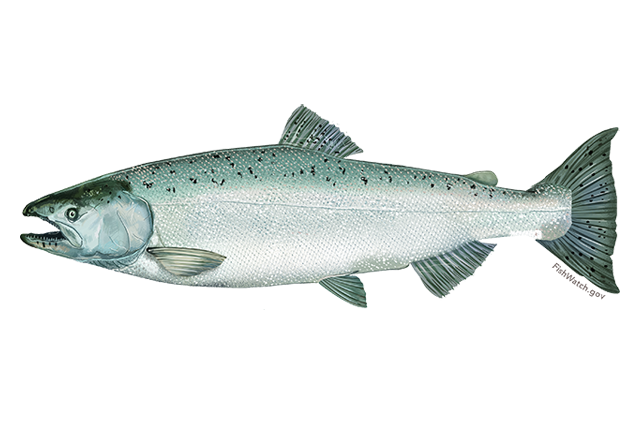 Salmon Fish Png Clipart (silver, white, gray)