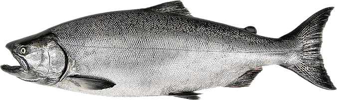 Salmon Fish Png Free Download (silver, gray)