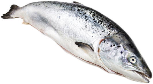 Salmon Fish Png Hd Isolated (lavender, white)