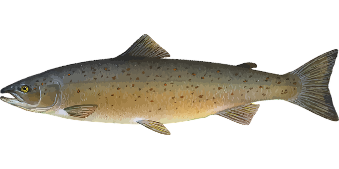 Salmon Fish Png Image (black, indigo, gray)