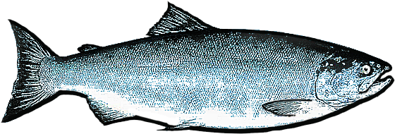 Salmon Fish Png Isolated Hd (black, white)