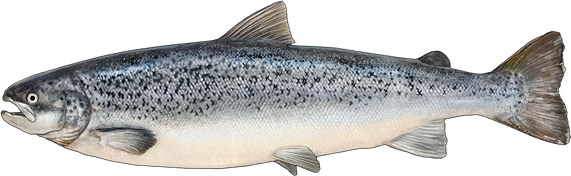 Salmon Fish Png Isolated Image (black, gray)