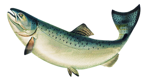 Salmon Fish Png Photo (black, beige, silver, gray)