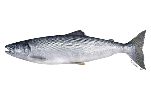 Salmon Fish Png Photos (silver, white, gray)