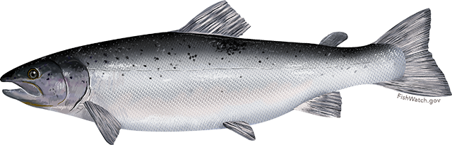 Salmon Fish Png Pic (silver, gray)