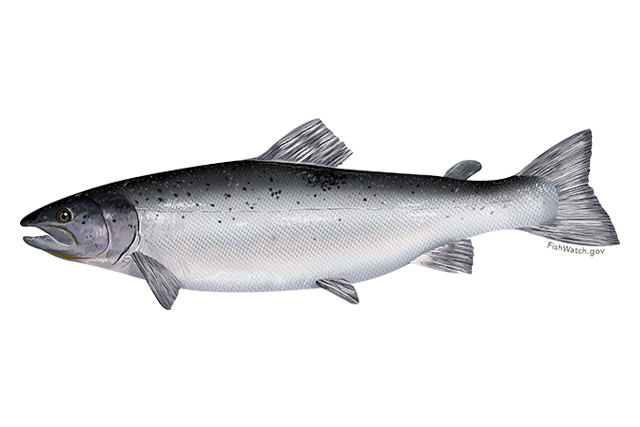 Salmon Fish Png Picture (silver, white, gray)