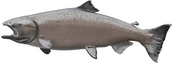 Salmon Fish Png Transparent (black, gray)