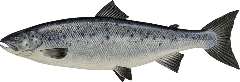 Salmon Fish Transparent Png (black, silver, gray)